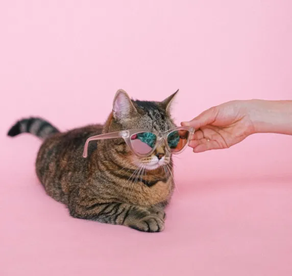 Kat met roze zonnebril