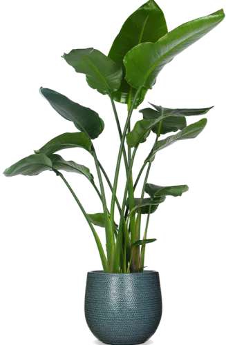 Strelitzia nicolai - Paradijsvogelplant