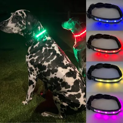 Lichtgevende Halsband Hond
